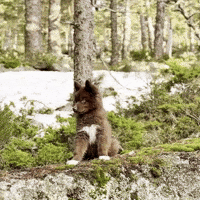 Red Husky GIF