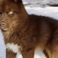Red Husky GIF