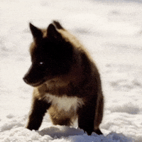 Red Husky GIF