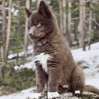 apoloredhusky red husky apolo red husky GIF