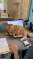 Shelter Cat Parks Himself on Computer