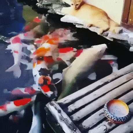 cat fish GIF