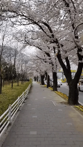 Cherry Blossoms Mark Arrival of Spring in South Korea
