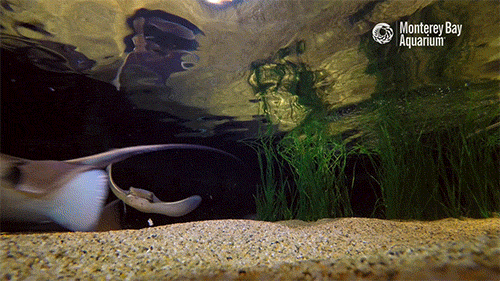 bat ray GIF by Monterey Bay Aquarium
