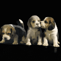 JumpConsulting cute puppies pet business jump consulting GIF