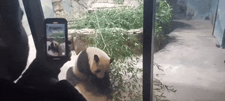 Animal Lovers Bid Farewell to National Zoo's Giant Pandas