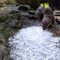 'Triple Otter on the Rocks': Playful Sea Otters Roll Around in Ice Bucket at Oregon Zoo