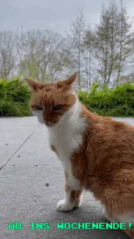 ContentCreation_Agentur giphygifmaker cat wochenende und tschüss GIF