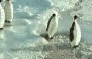 penguins dicks GIF