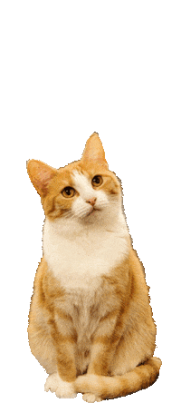 FrescoDog frescodog frescofood frescodogfood Sticker