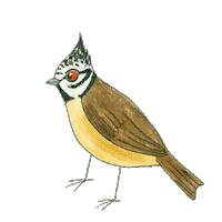 birdlife_cz pink bird colors punk Sticker