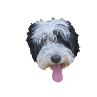 Bernedoodle Sticker by doodlepro