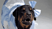 Dogs Wearing Clothes GIF by giphydiscovery