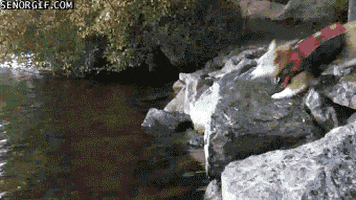 the best swimming GIF by Cheezburger