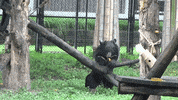 china nina GIF