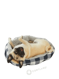 CortlandLiving dog lazy pug lazy sunday Sticker