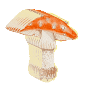 cassjones illustration mushroom watercolor mushrooms Sticker
