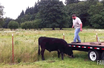 cow GIF