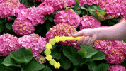 whip GIF