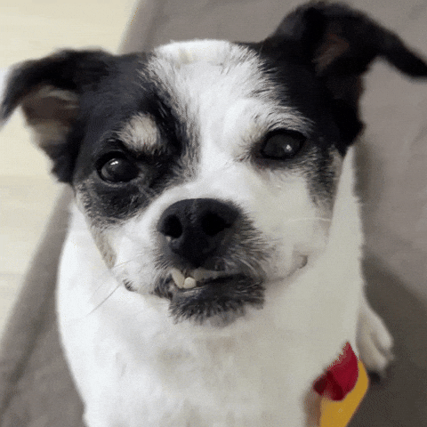 Happy Puppy GIF
