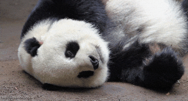 panda GIF