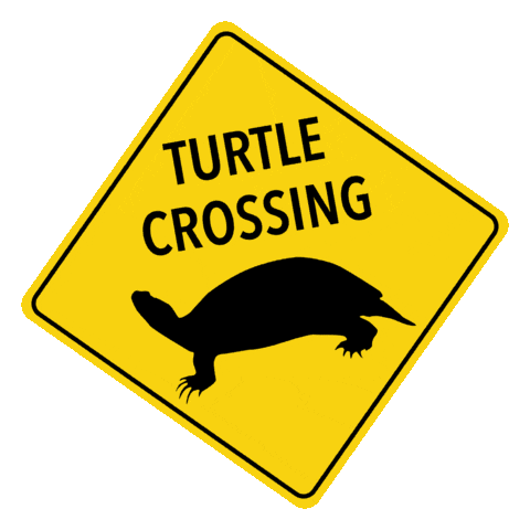 loragdenis giphyupload turtle turtle crossing loragdenis Sticker