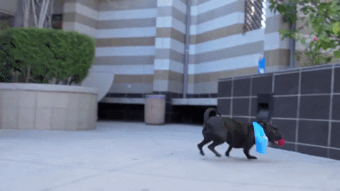 Animal Planet GIF by Puppy Bowl