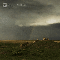 Rainbow Explore GIF by Nature on PBS