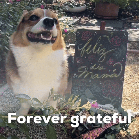Dog Corgi GIF