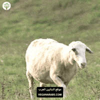 Eid Al-Adha GIF by VeganArabs