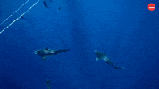 Shark Week Sharks GIF by BuzzFeed