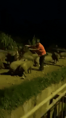 zhangxinzheng giphyupload GIF