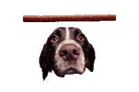 PupperoniTreats happy dog excited puppy Sticker