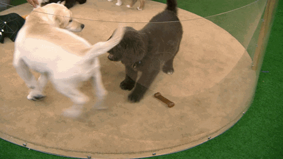puppies GIF
