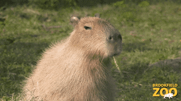 Hungry Snack GIF by Brookfield Zoo