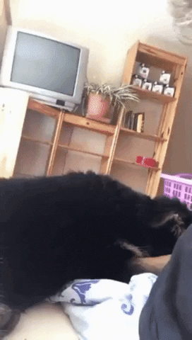 Video gif. In a living room, we see a black dog lying down on a blanket with its head out of frame. The dog suddenly sits up and turns to us with its tongue hanging out. Text, "Sup?"