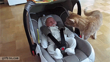 cat time GIF