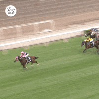 Beauty Generation GIF by World Horse Racing