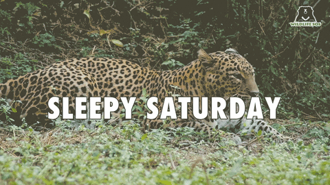 Sleepy Saturday Morning GIF by Wildlife SOS