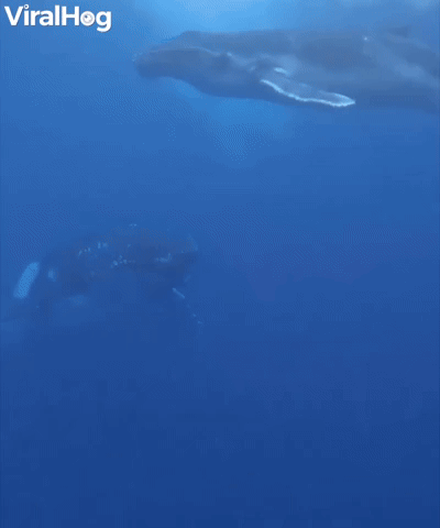 Baby Humpback Whale Breaches The Surface 