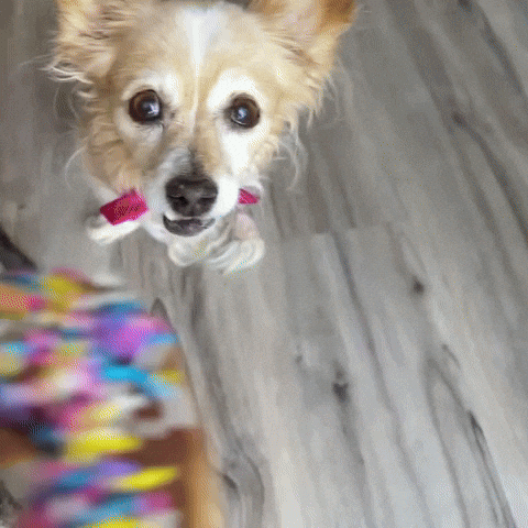 BarkyAndFriends yum donut bite doughnut GIF