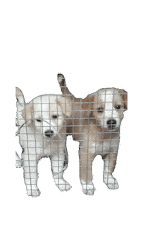 Dog Sticker