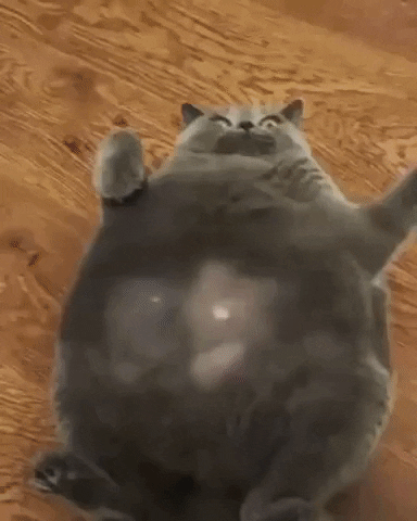 Zenchat giphyupload cat kitty fat cat GIF