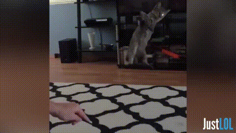 try not to laugh cats and dogs GIF by Unreel Entertainment
