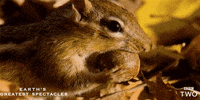 bbc cute adorable bbc chipmunk GIF