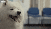 Bbc Two Pets GIF by BBC