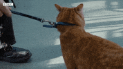 Bbc Two Pets GIF by BBC