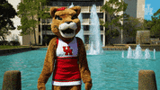 houstoncougars houston sasha gocoogs shasta GIF