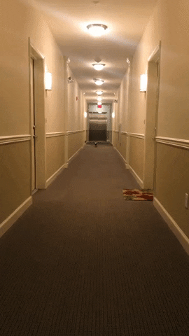 Xinmei dog running dachshund GIF