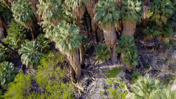 travel findyouroasis GIF by Visit Greater Palm Springs
